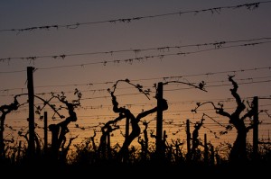 grapevines