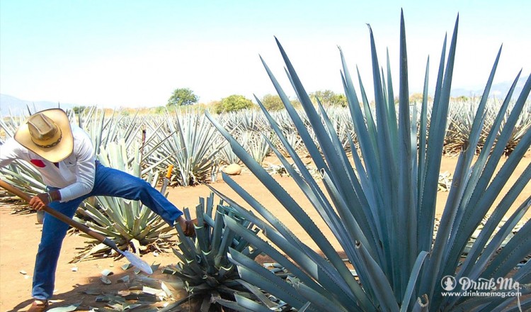How Is Tequila Made