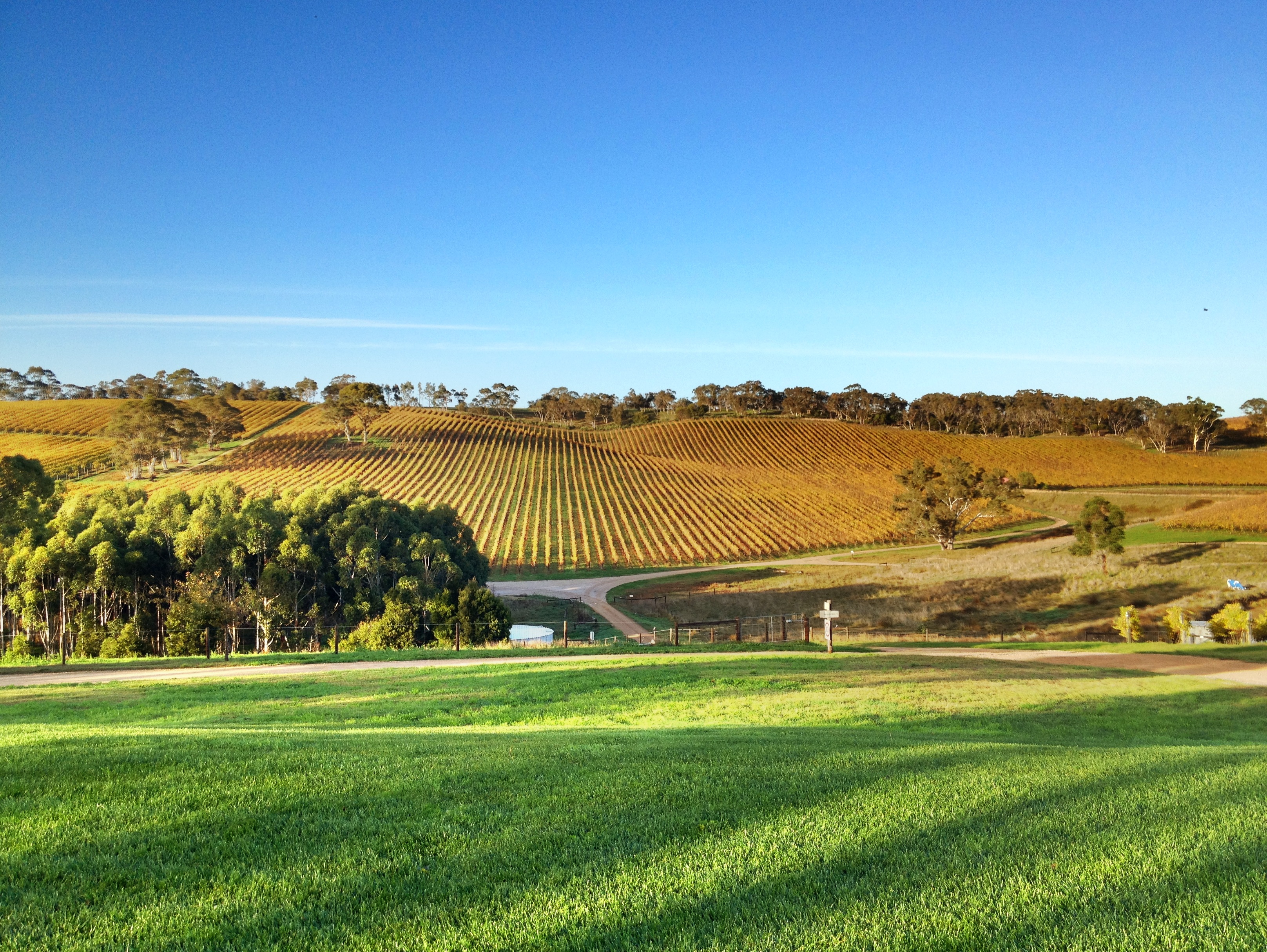 Adelaide Hills - Longview Vineyards