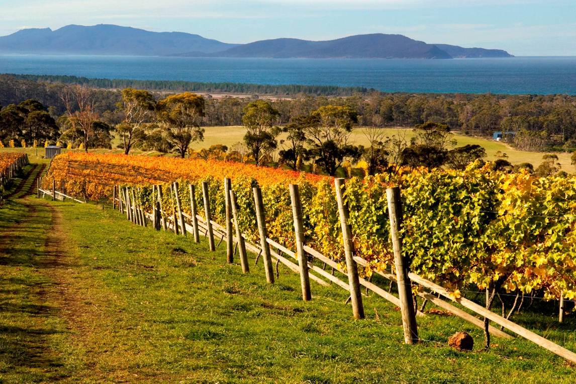 Tasmania - Vineyard and Ocean