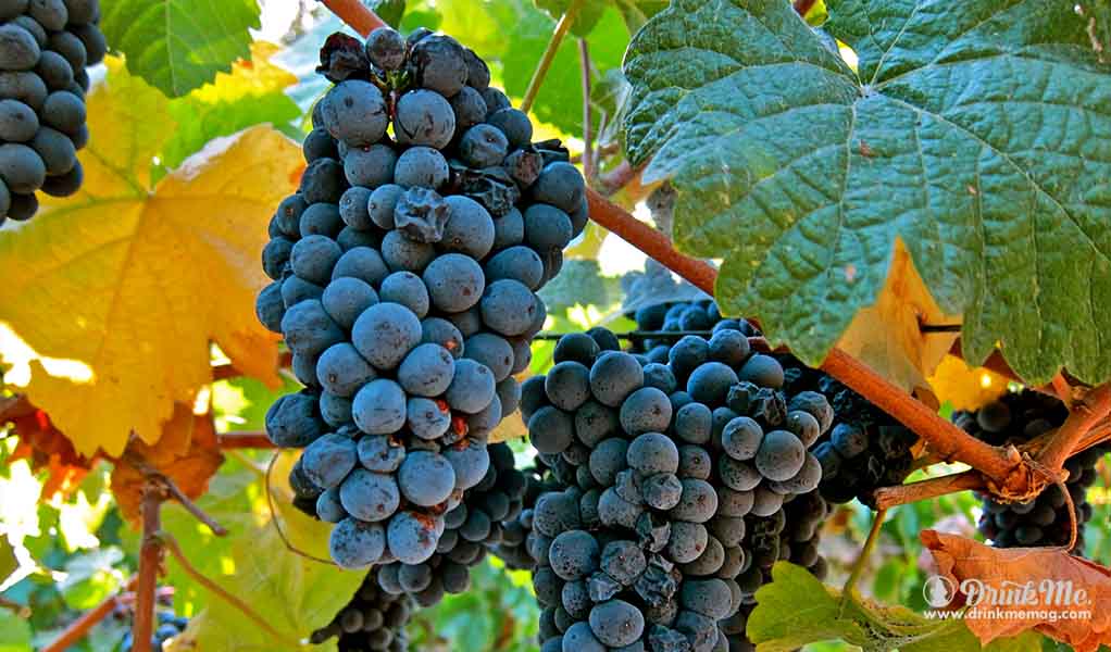 1 drinkmemag.com the most unusual grape varieties in napa valley drink me