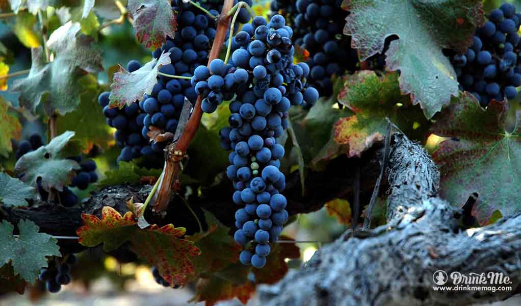 Mondouse drinkmemag.com the most unusual grape varieties in napa valley drink me
