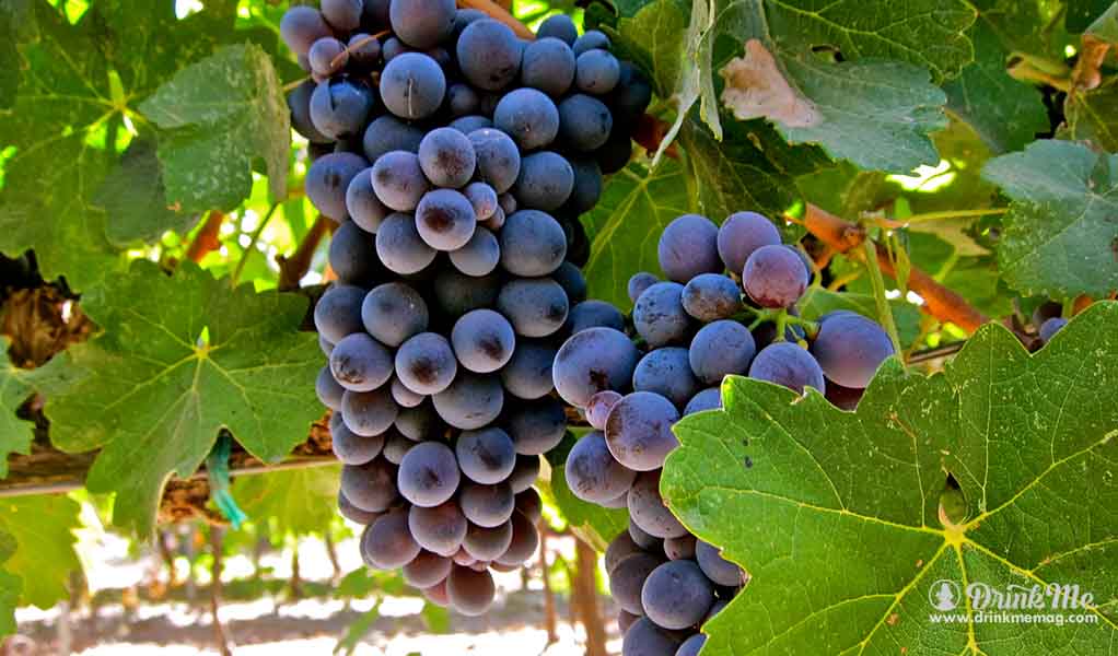 Most Unusual Grape Varieties In Napa Valley drinkmemag.com drink me