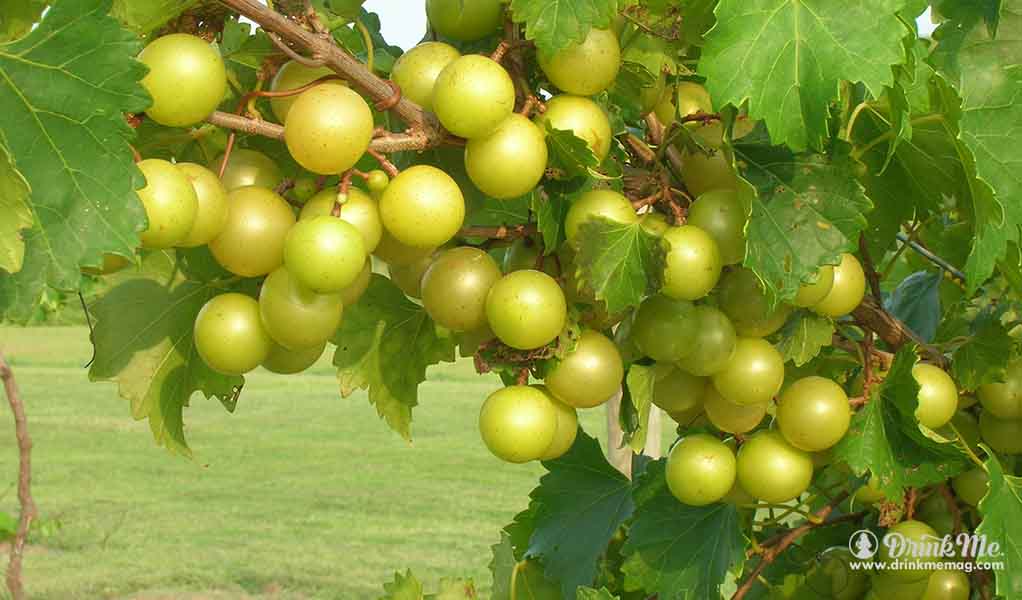 drinkmemag.com the most unusual grape varieties in napa valley drink me