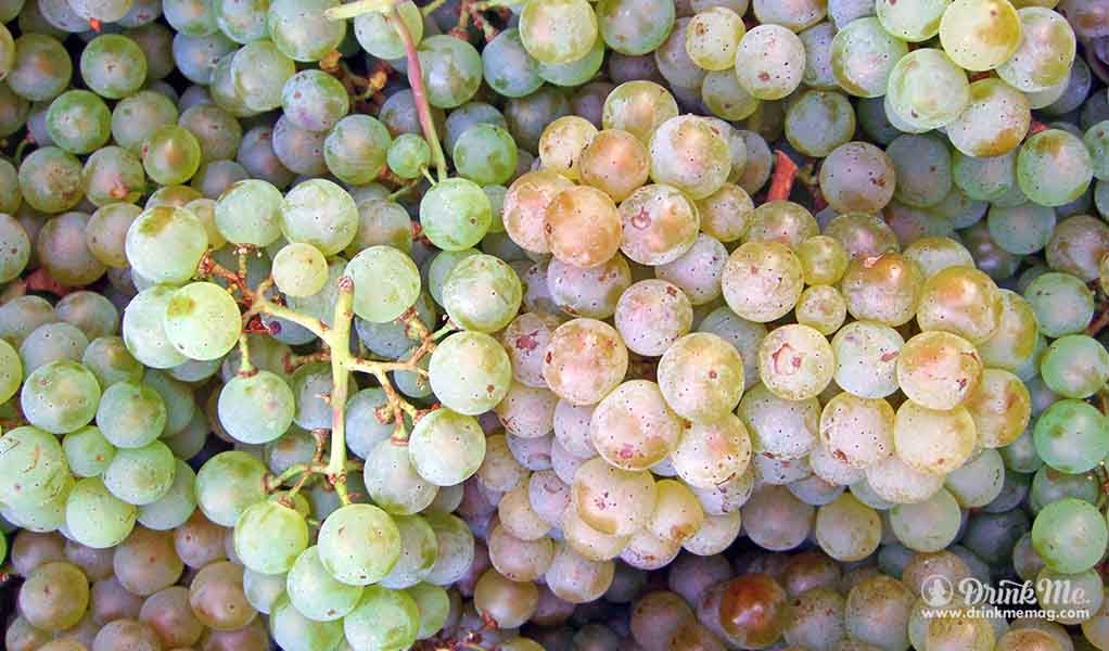 pinot blanc the most unusual grape varieties in napa valley drink me