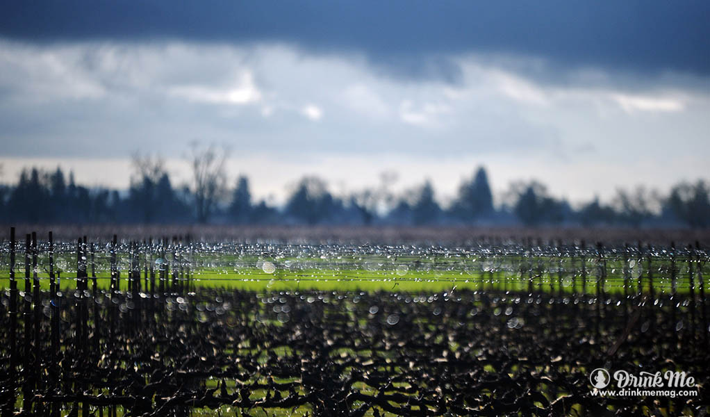 Rain glistening on the trellis at Trefethen drinkmemag.com drink me California Dreamn'